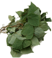 Horny Goat Weed